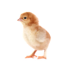 Fototapeta premium Cute fluffy baby chicken on white background