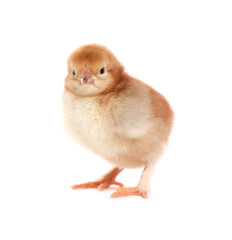 Obraz premium Cute fluffy baby chicken on white background