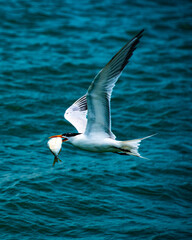 seagull in flight with fish