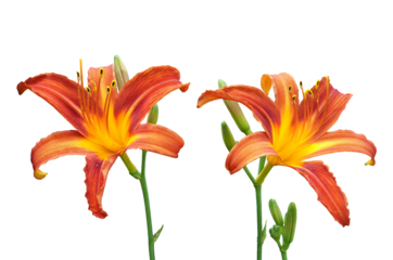 ヘメロカリス　6月撮影