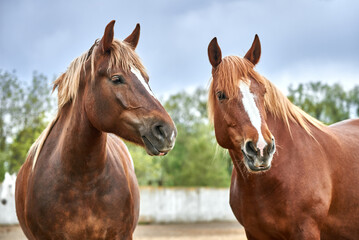 Portrait of two red draft horses with a white stripe on their foreheads in a paddock. Chestnut...
