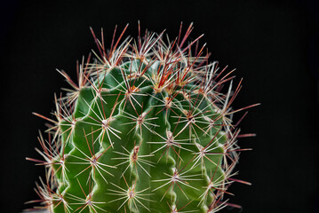 Close-up of Thelocactus setispinus on black background. Green сactus with long red needles. Selective focus