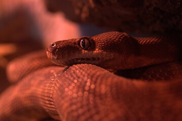 macro shot of python in rock cave