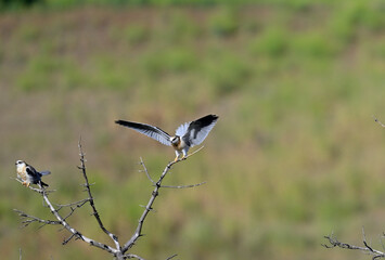 White-tailed Kite aka Elanus leucurus