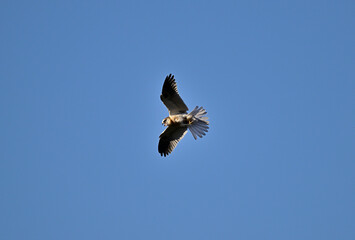 White-tailed Kite aka Elanus leucurus