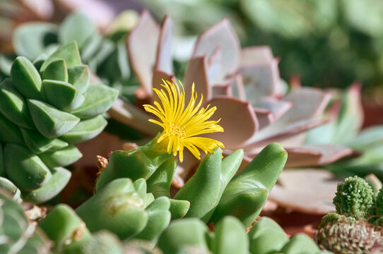 Yellow flower of Conophytum bilobum among different types of succulents. Conophytum bilobum succulent in bloom. Collection of succulents