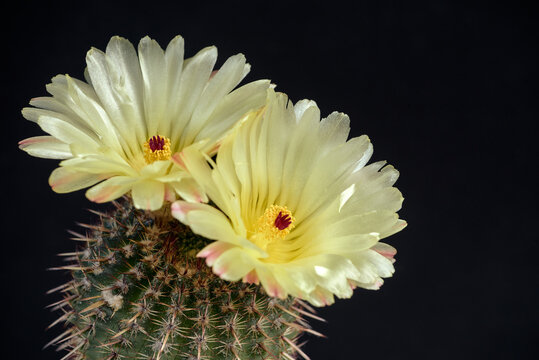 Notocactus submammulosus cactus blooming against a dark background. Beautiful cactus with two yellow flowers