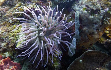 underwater closeup of a sea anemone in an natural reef environment