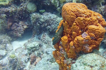 Underwater image of a Graysby fish near a fire coral in the reef