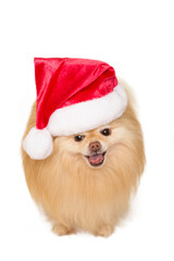 Tan Long Hair Furry Pomeranian Puppy Dog Wearing a Red and white Santa Claus hat,  isolated on a white background.