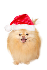 Obraz premium Tan Long Hair Furry Pomeranian Puppy Dog Wearing a Red and white Santa Claus hat, isolated on a white background.