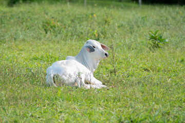 white nelore calv lying on the green pasture in sunny day