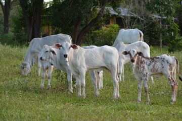Beautiful and healthy Nellore calves grazing at sunset in a greenish pasture