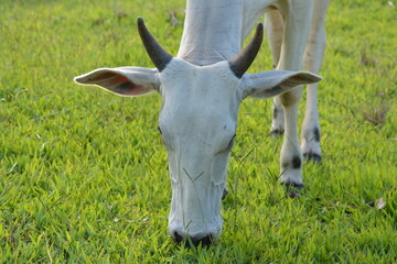 Close-up view of a Nellore cow with its head down eating green grass