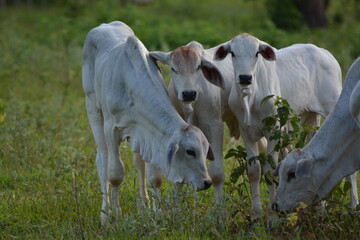 Beautiful and healthy Nellore calves grazing at sunset in a greenish pasture