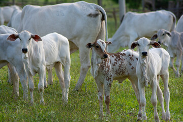 Obraz na płótnie Canvas healthy white and piebald Nellore calves grazing at sunset in greenish pasture in Brazilian spring