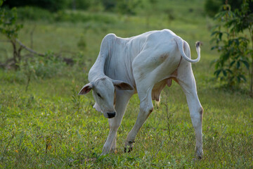 Obraz na płótnie Canvas calv scratching himself in a greenish pasture in the Brazilian spring