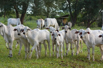 Nellore calves grazing at sunset in a greenish pasture in the Brazilian spring