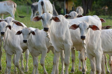 Nellore calves grazing at sunset in a greenish pasture in the Brazilian spring