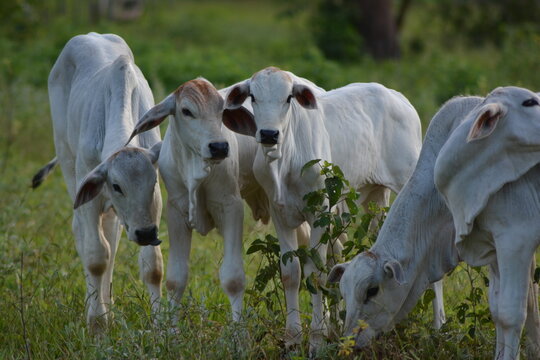 Healthy Nelore calves and cow on a sunny day in the countryside of Brazil