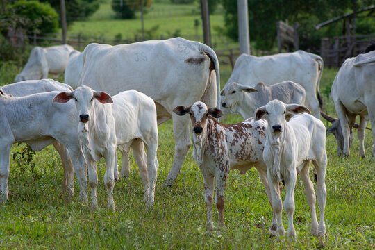 healthy white and piebald Nellore calves grazing at sunset in greenish pasture in Brazilian spring