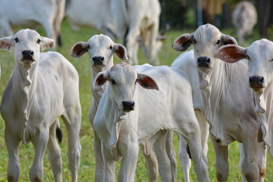 Nellore calves grazing at sunset in a greenish pasture in the Brazilian spring