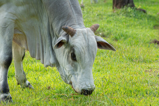 Nellore bull with its head down eating green grass in countryside of Brazil