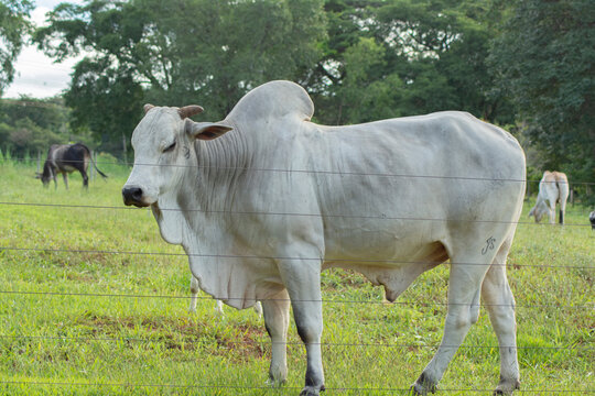 Side view of strong and big Nelore bull on green pasture in farm