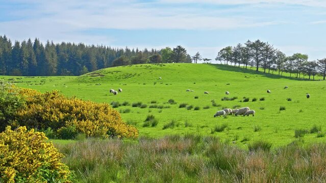 Sheep grazing in a lush green grass field on an early summer morning along the west highland way, Scotland