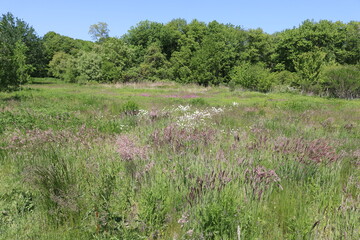 A meadow in the woods