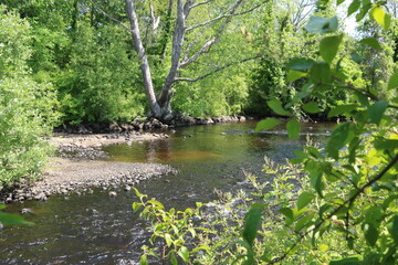 Shallow river stream flowing with a rocky shore. 