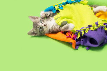 Gray and white tabby kitten laying and playing in a colorful blanket, green background. © Kelly