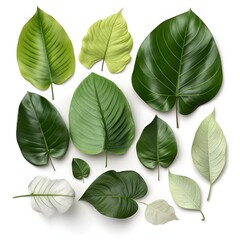 Set of green leaves, multiple styles of beautiful leaves, leaf compositions, natural foliage collection of leaves from trees.