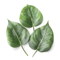 Set of green leaves, multiple styles of beautiful leaves, leaf compositions, natural foliage collection of leaves from trees.