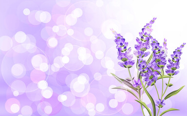 Beautiful Lavender with Luxury Purple Background.