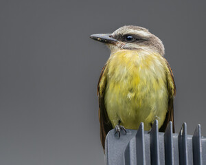 Myiodynastes chrysocephalus