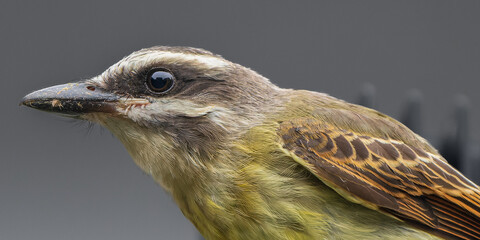 Myiodynastes chrysocephalus