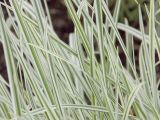 Obraz premium grass in the wind