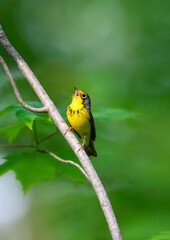 Canada Warbler perched on tree branch and singing against green background