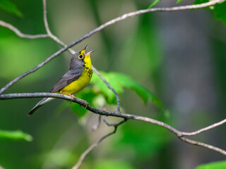 Canada Warbler perched on tree branch and singing against green background