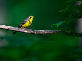 Canada Warbler perched on tree branch  against green background
