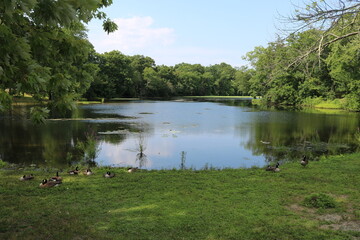 Pond with reflection and geese