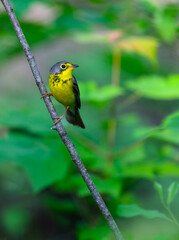 Canada Warbler perched on tree branch  against green background