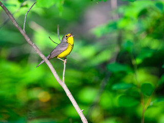 Canada Warbler perched on tree branch and singing against green background