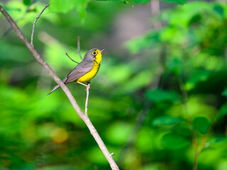 Canada Warbler perched on tree branch  against green background