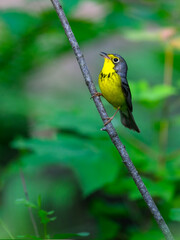 Canada Warbler perched on tree branch  against green background