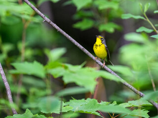 Canada Warbler perched on tree branch and singing against green background