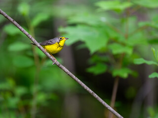 Canada Warbler perched on tree branch  against green background