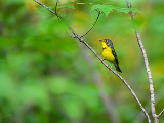 Canada Warbler perched on tree branch  against green background