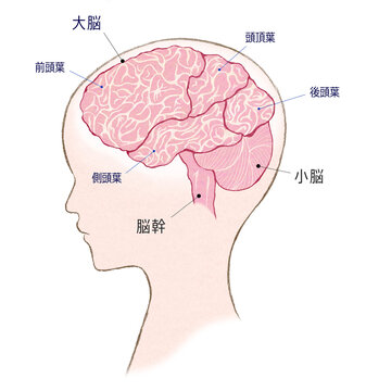 前頭葉 Images – Browse 351 Stock Photos, Vectors, and Video